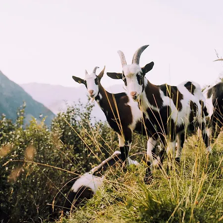 Loeschenbrandhof Appartement *