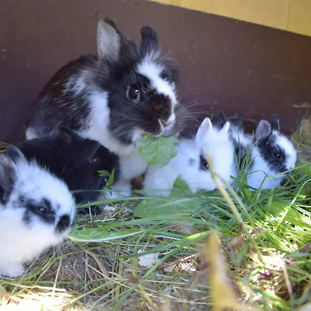 Loeschenbrandhof Mittersill