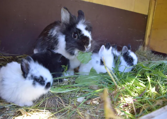 Loschenbrandhof Миттерзилль